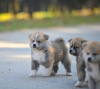 Photos supplémentaires: Chiots Akita Inu