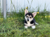 Photos supplémentaires: Chiots Welsh Corgi Pembroke