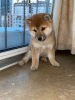 Photos supplémentaires: Chiots Shiba Inu