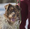 Photo №2 de l'annonce № 101800 de la vente chien bâtard - acheter à Fédération de Russie annonce privée