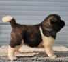 Photos supplémentaires: Akita américain, chiots