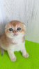 Photo №2 de l'annonce № 65601 de la vente chat chinchilla - acheter à Ukraine de la fourrière