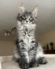 Photo №1. maine coon - à vendre en ville de Берлингероде | négocié | Annonce № 115755