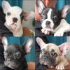 Photo №1. bouledogue - à vendre en ville de Texas City | négocié | Annonce №95878