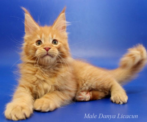 Photo №1. maine coon - à vendre en ville de Moscou | 497€ | Annonce № 2224