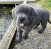 Photo №1. cane corso - à vendre en ville de Kansas City | négocié | Annonce №120578