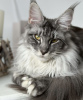 Photo №3. Chatons Maine Coon. USA