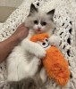 Photo №1. ragdoll - à vendre en ville de New york | 331€ | Annonce № 104315