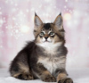 Photo №4. Je vais vendre caracal en ville de Delaware. éleveur - prix - 2366€