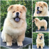 Photos supplémentaires: Chow Chow, de beaux chiots