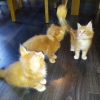 Photo №1. maine coon - à vendre en ville de Бернау | 300€ | Annonce № 118126