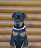 Photos supplémentaires: Chiots Dobermann à vendre