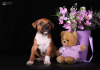 Photo №3. Chiots American Staffordshire Terrier. Ukraine