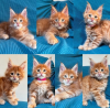 Photo №1. maine coon - à vendre en ville de Wädenswil | 400€ | Annonce № 116203