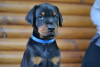 Photos supplémentaires: Chiots Dobermann à vendre