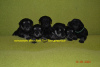 Photo №2 de l'annonce № 39550 de la vente schnauzer miniature - acheter à Fédération de Russie de la fourrière