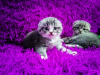 Photos supplémentaires: chatons Scottish fold