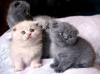 Photo №1. scottish fold - à vendre en ville de Anderlecht | Gratuit | Annonce № 116721