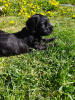 Photos supplémentaires: Les chiots Black Russian Terrier sont proposés par le plus ancien chenil de