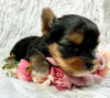 Photo №2 de l'annonce № 123112 de la vente biewer yorkshire terrier - acheter à USA éleveur