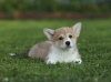 Photo №4. Je vais vendre welsh corgi en ville de Cherepovets. éleveur - prix - 2400€