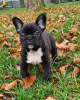 Photo №1. bouledogue - à vendre en ville de Франкфурт-на-Майне | 331€ | Annonce №117655