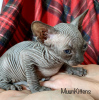 Photo №1. sphynx - à vendre en ville de Minsk | 827€ | Annonce № 24269