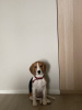 Photo №2. Service d'accouplement beagle. Prix - Gratuit