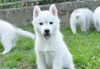 Photo №1. husky de sibérie - à vendre en ville de Ниш | négocié | Annonce №119948