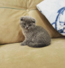 Photo №1. scottish fold - à vendre en ville de Floral Park | 284€ | Annonce № 96237