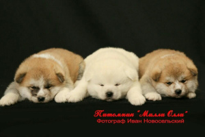 Photo №1. akita (chien) - à vendre en ville de Moscou | 1002€ | Annonce №2289