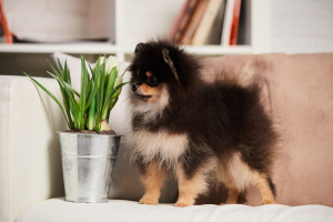 Photo №3. Je propose à la réservation une femelle de race Spitz Pomeranian. Fédération de Russie