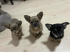 Photo №4. Je vais vendre chihuahua en ville de Стамбул. annonce privée - prix - 800€