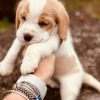 Photo №1. beagle - à vendre en ville de Leipzig | 331€ | Annonce №117625