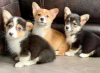 Photo №1. welsh corgi - à vendre en ville de Berlin | Gratuit | Annonce №98319