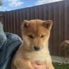 Photo №1. shiba - à vendre en ville de Gothenburg | 237€ | Annonce №120258