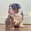 Photo №1. bulldog anglais - à vendre en ville de Vienna | négocié | Annonce №112246