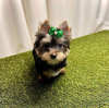 Photo №3. Chiots Yorkies super adorables. USA