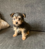 Photo №1. yorkshire terrier - à vendre en ville de Andros | 284€ | Annonce №43398