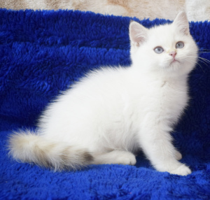 Photo №2 de l'annonce № 3467 de la vente british shorthair - acheter à USA de la fourrière