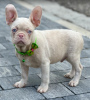 Photos supplémentaires: Chiots bouledogue français roses