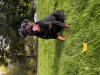 Photos supplémentaires: Kennel Club a enregistré de magnifiques chiots Rottweiler