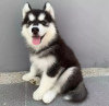 Photo №1. husky de sibérie - à vendre en ville de Stockholm | négocié | Annonce №83890