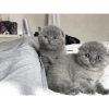 Photo №1. scottish fold - à vendre en ville de Sheffield Bottom | Gratuit | Annonce № 103690