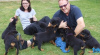 Photo №2 de l'annonce № 65570 de la vente rottweiler - acheter à Allemagne éleveur