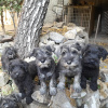 Photo №2 de l'annonce № 123692 de la vente schnauzer moyen, schnauzer miniature - acheter à Serbie 