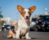 Photos supplémentaires: Welsh Corgi Cardigan, chiot