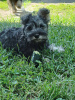 Photo №3. Chiots Schnauzer nain à vendre (poivre et sel). Biélorussie