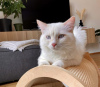 Photo №3. Race de chat Ragdoll. Allemagne