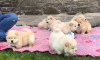 Photo №1. chow-chow - à vendre en ville de Bremen | Gratuit | Annonce №83220